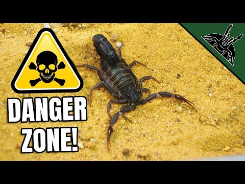 Video: Hvad skal du fodre din Pet Scorpion