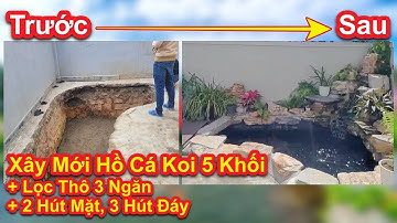 Xây Mới Hồ Cá Koi 5 Khối. Lọc Thô 3 Ngăn. 2 Hút Mặt - 3 Hút Đáy. Hồ Anh Cường Tại Đà Lạt #hocakoi