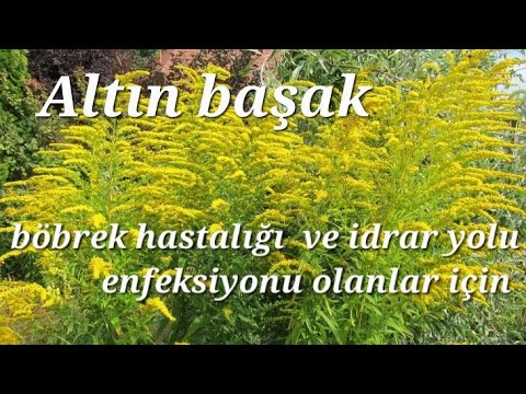 Video: Ortak Altın Başak. Bitkinin karakteristik özellikleri