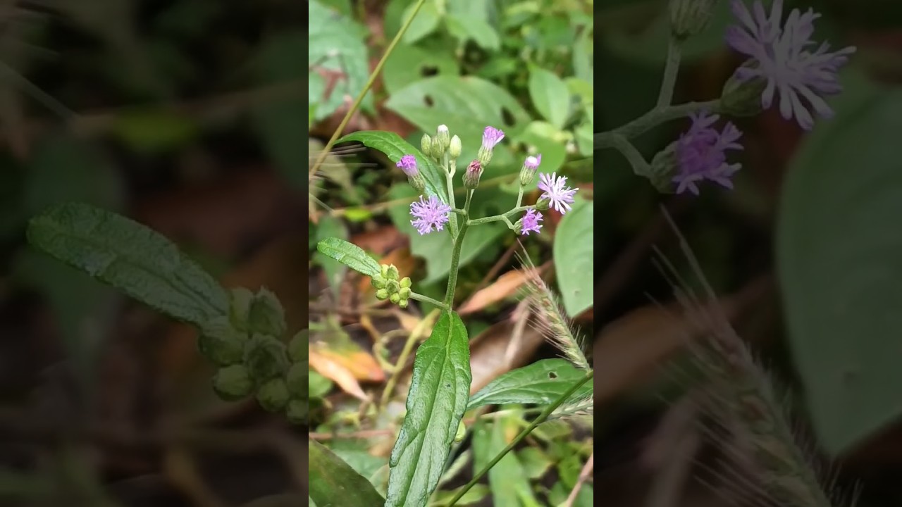 Beautiful wild flowers Blooming 🏡👌