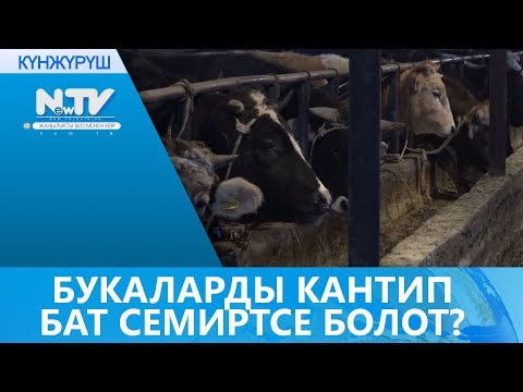 Video: Кантип түгөй түзүүгө болот