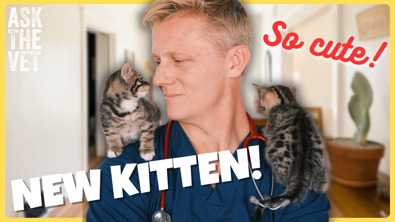 New kitten? 5 top tips from a Vet! | ASK THE VET with Dr Scott Miller