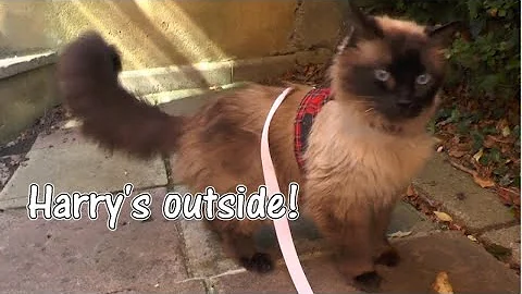 Watch the video about Harry's outside! #asmrsounds