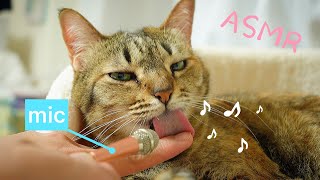 飼い主の指を舐めるのが好きすぎる猫【ASMR】