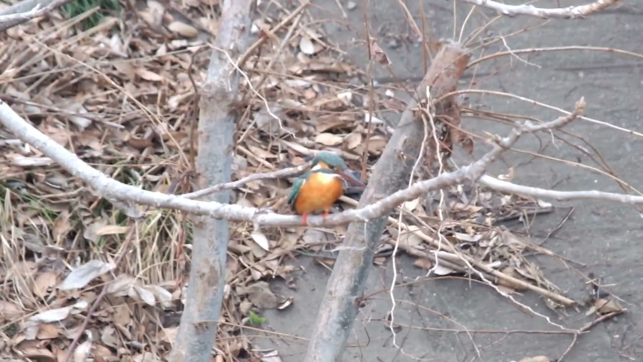 カワセミ動画その243(k2026 01 25 v) - YouTube