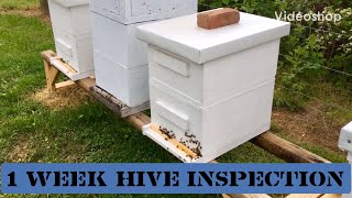 1 Week Hive Inspection (From 5 frame nuc)