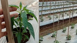 THE SECRET OF FERTILIZER CHILI PLANTS 24 HST TO PRODUCE A LOT OF FRUIT