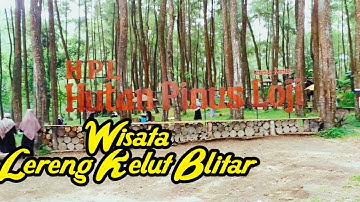 Hutan Pinus Loji Lereng Kelud|| Wisata Piknik Asyik di Lereng Kelud Blitar