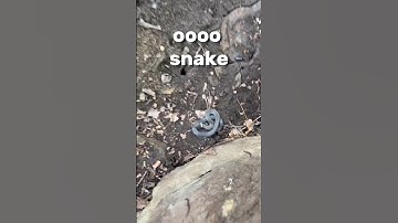 I flipped 7 rocks and found a venomous snake
