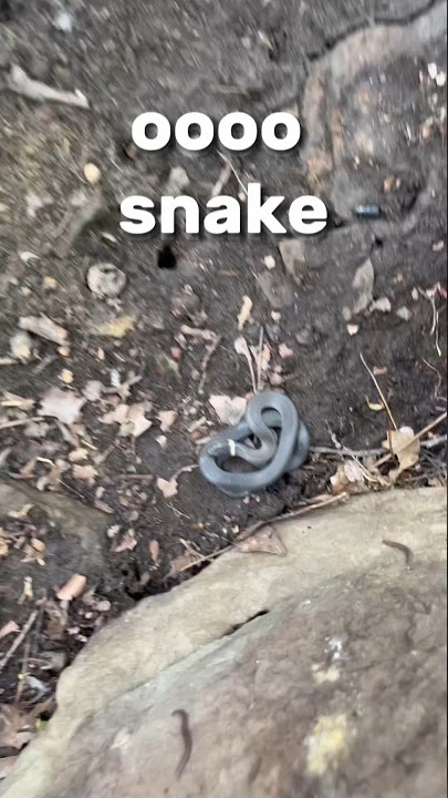 I flipped 7 rocks and found a venomous snake