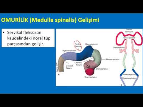 Sinir Sistemi gelişimi ve Histolojisi