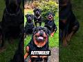 5 motivos para você ter um rottweiler!#rottweiler #cachorro #animais #top5