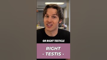 Spermatic Cord and its Important Job