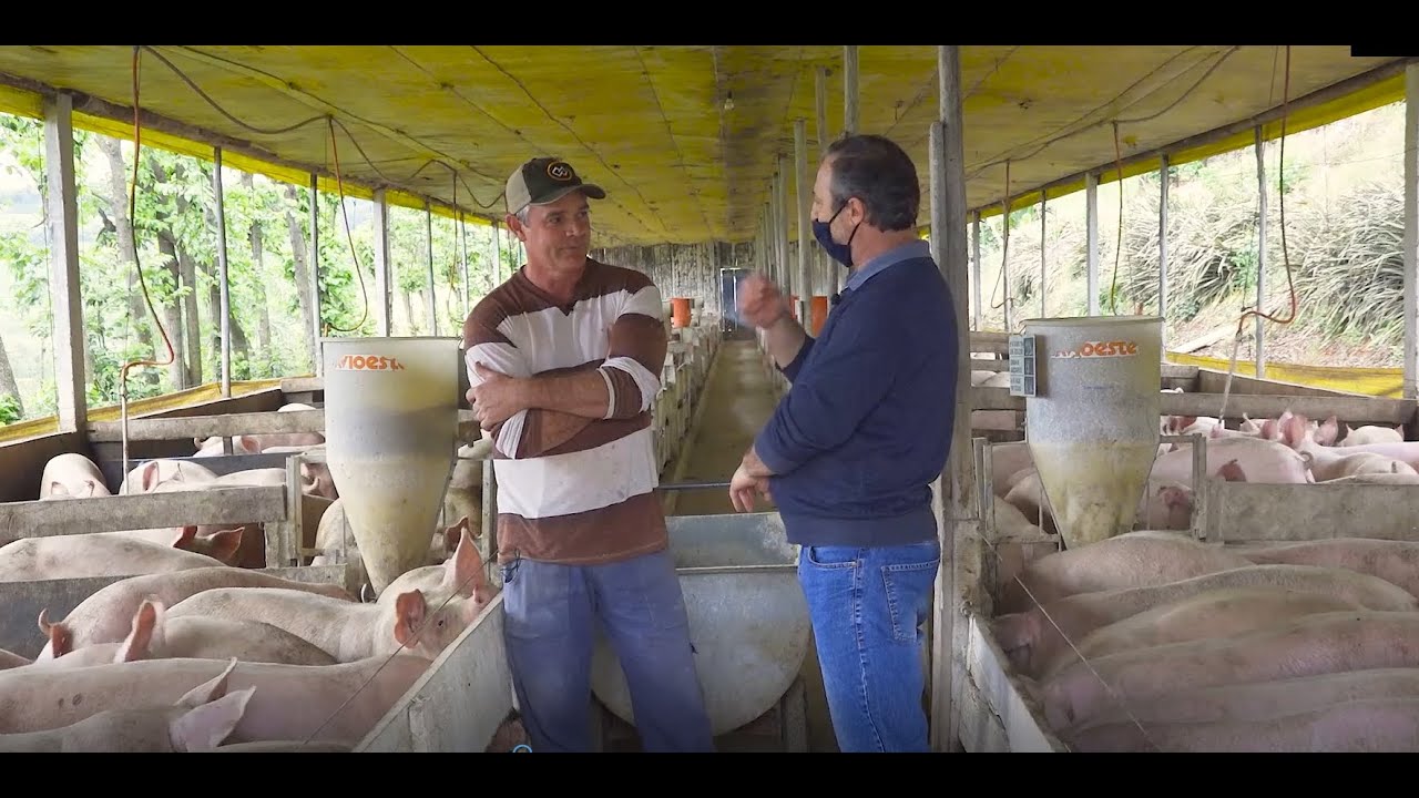 Novo Rural | Suinocultura na Baia | Rentabilidade depende de eficiência produtiva