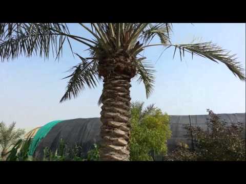      مزرعة جنان النخيل العضوية