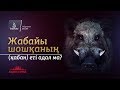 Жабайы шошқаның (қабан) еті адал ма? / А. Қасым