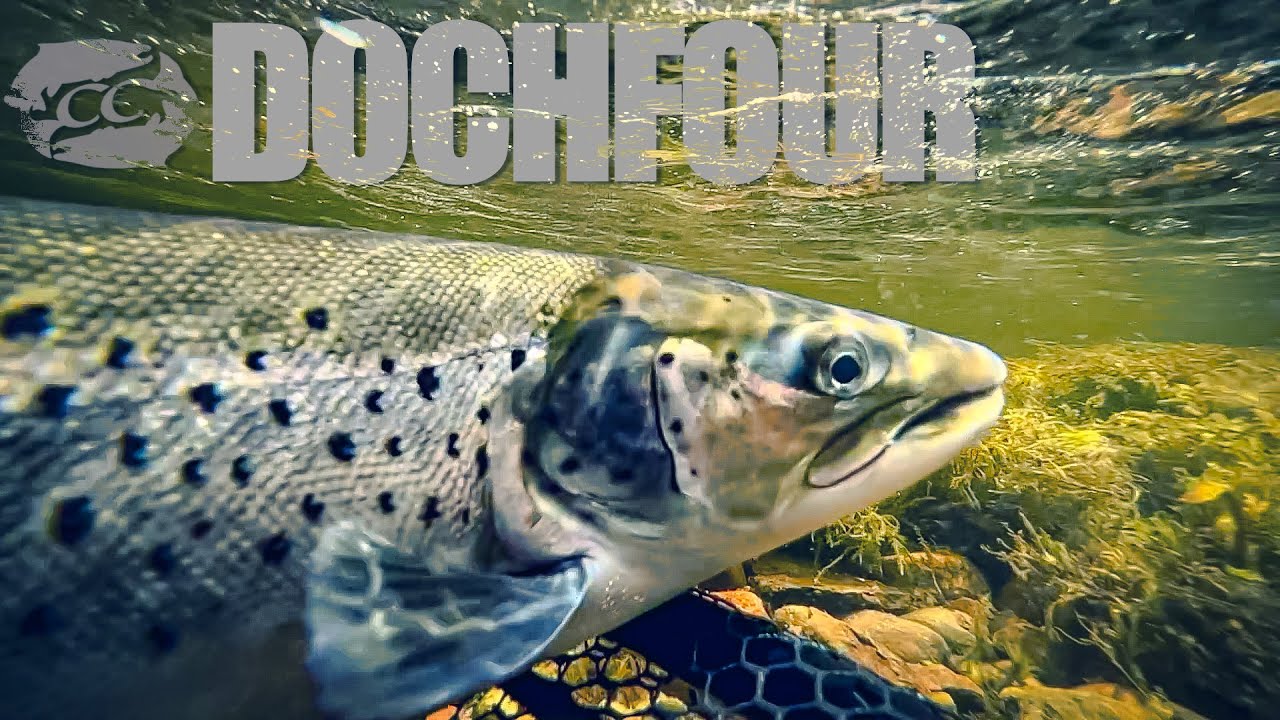 🏴󠁧󠁢󠁳󠁣󠁴󠁿 salmon & sea trout fishing Scotland 2022 Dochfour salmon
