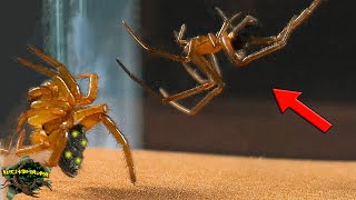 UNUSUAL! DOMESTIC Spider and WILD Spider Meet - Which is STRONGER?