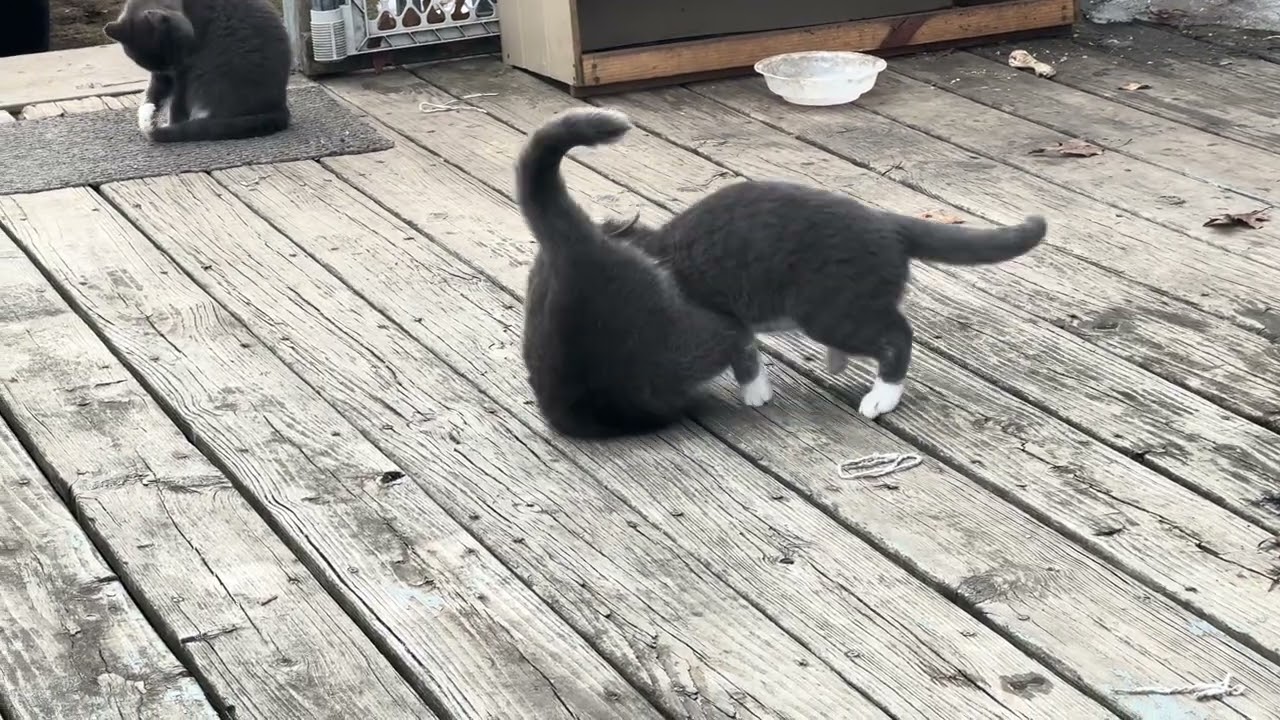 Look what I came across…. #cats#playing 