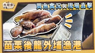 【漁港走透透】#51 苗栗後龍外埔漁港及買魚實況｜Fishing Port ... 