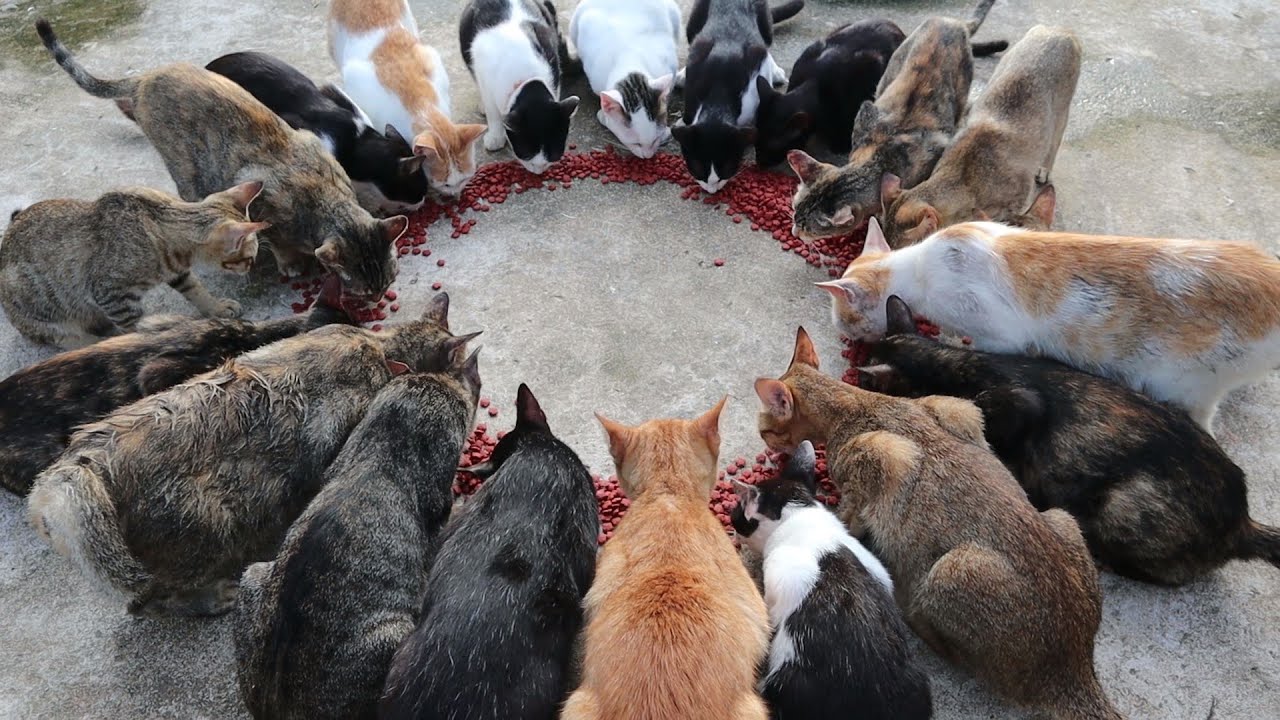 Many Many Cute Cats Eating food ASMR | Happy Cats eating food