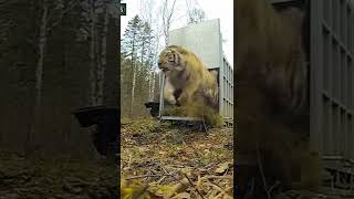 Siberian Tiger Released - By Canale 25 News