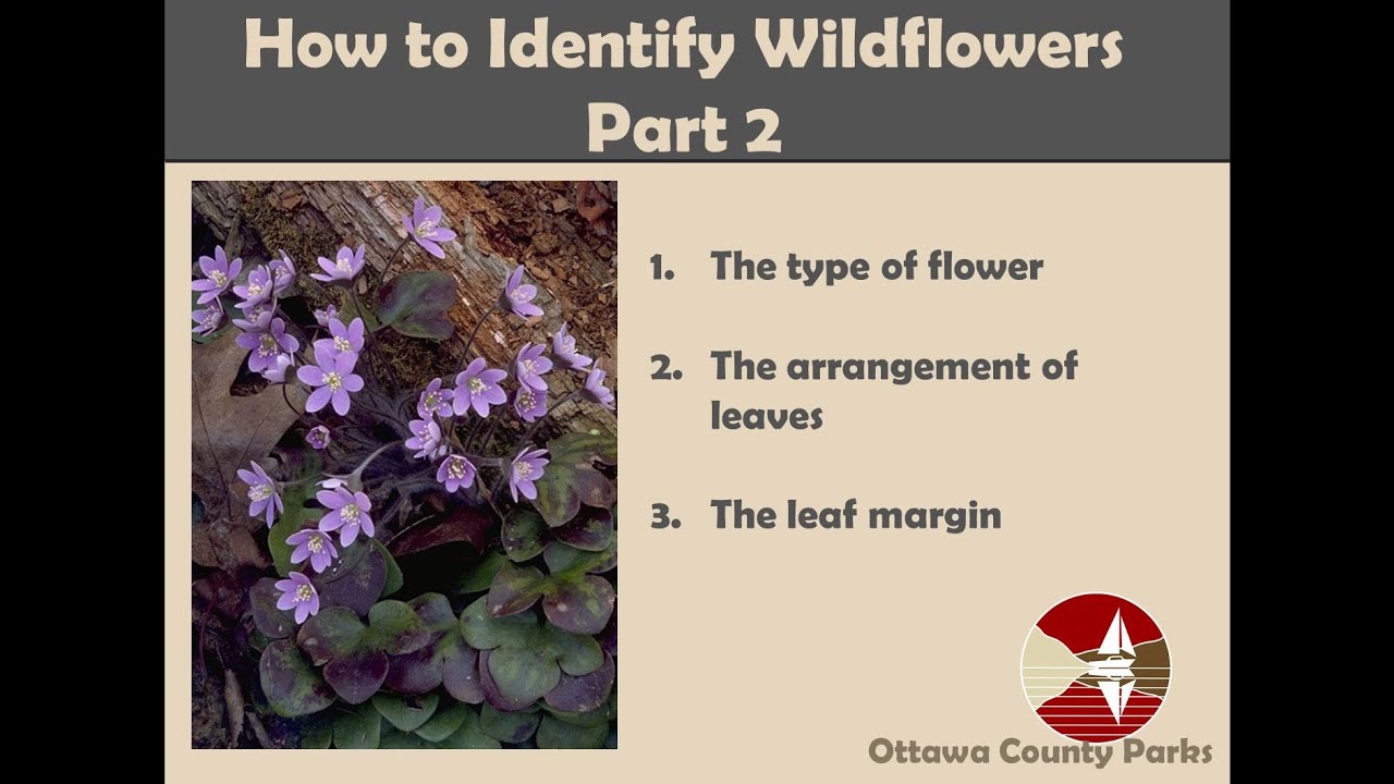 Wildflower ID, Part 2:  Using the Newcomb's Wildflower Guide