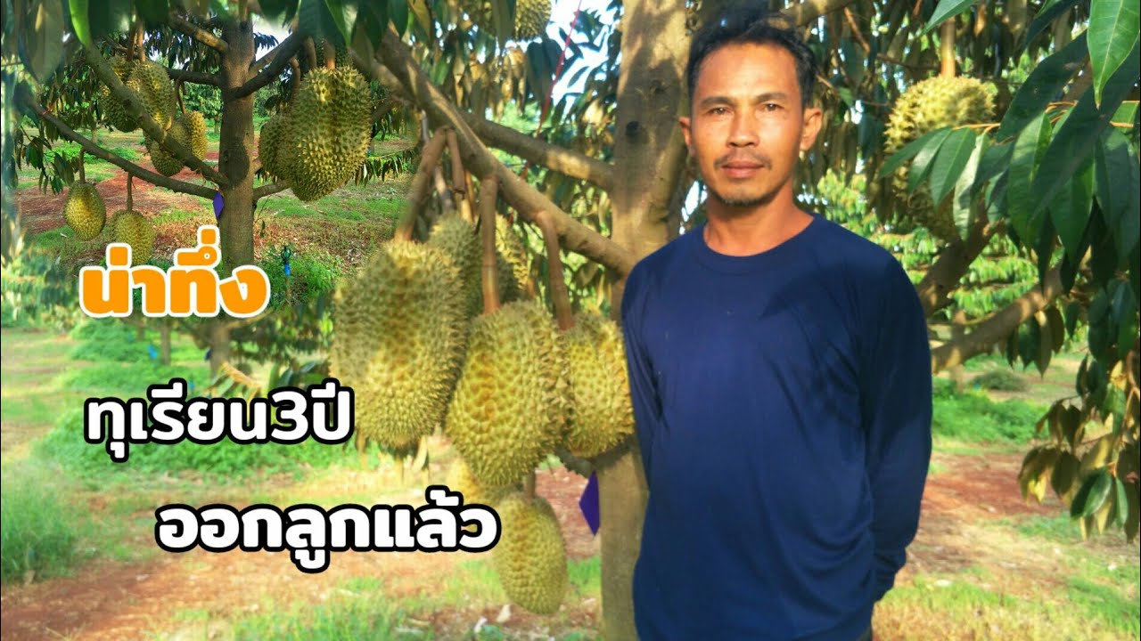 ทุเรียน ภูเขาไฟ3ปี / ราคาทุเรียนหมอนทอง หน้าสวน อ.กันทรลักษ์/ #จ.ศรีสะเกษ