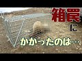 箱罠を仕掛ける【ぐるりの暮らし】#131 今年も鶏小屋に野生動物が侵入して、箱罠を仕掛けることになりました。
