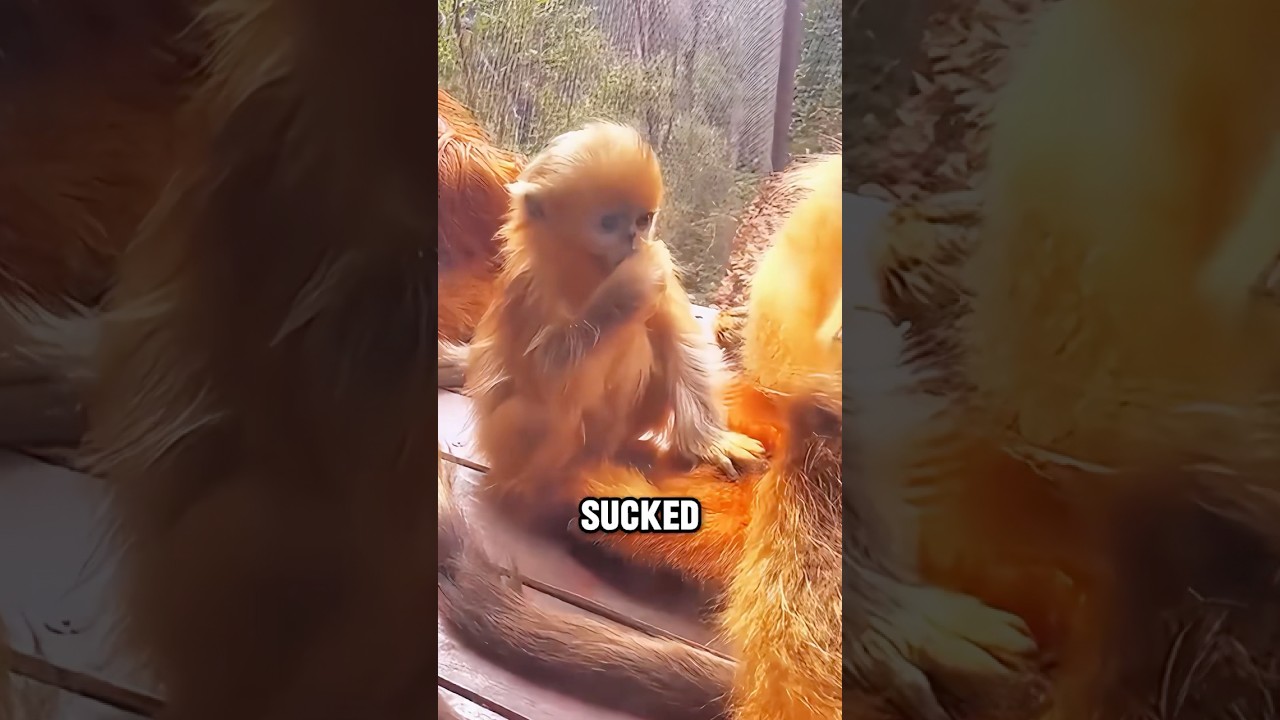 Meet the Polite and Peaceful Golden Monkeys 
