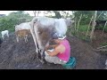 P.2  A Day in the Life of A Cuban Guajiro/Farmer (Raw footage) ***UNSEEN FOOTAGE***