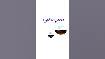 Uses of Trichoderma Viridi #trichoderma #benificialmicrobs #biofertilizer #biopesticides #savesoil