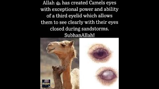 The Camels,The Creation Of Allah Al-Ghashiyah 88 17