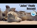 Seal "Julius" FINALLY rescued!