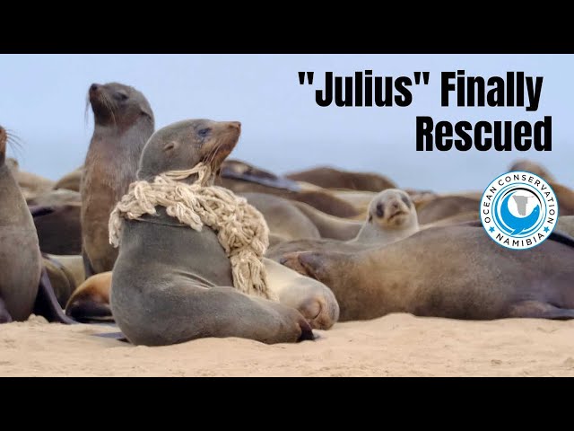 Seal Julius FINALLY rescued!