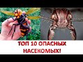 Топ 10 самых опасных насекомых в мире