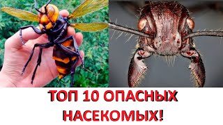 Топ 10 самых опасных насекомых в мире