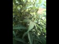 Outdoor grow 2012 kush chronicles 3 update