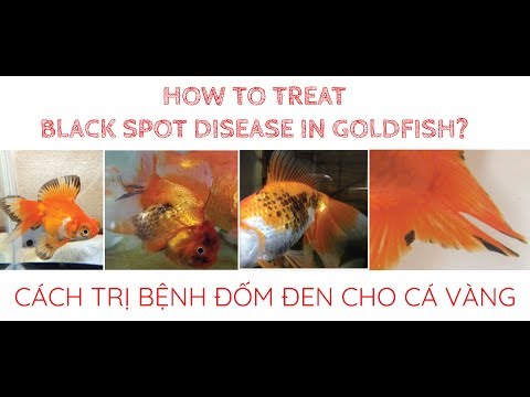 TRỊ BỆNH ĐỐM ĐEN CHO CÁ VÀNG(HOW TO TREAT BLACK SPOT DISEA0SE) - VLOG #21 | ĐAM MÊ CÁ VÀNG