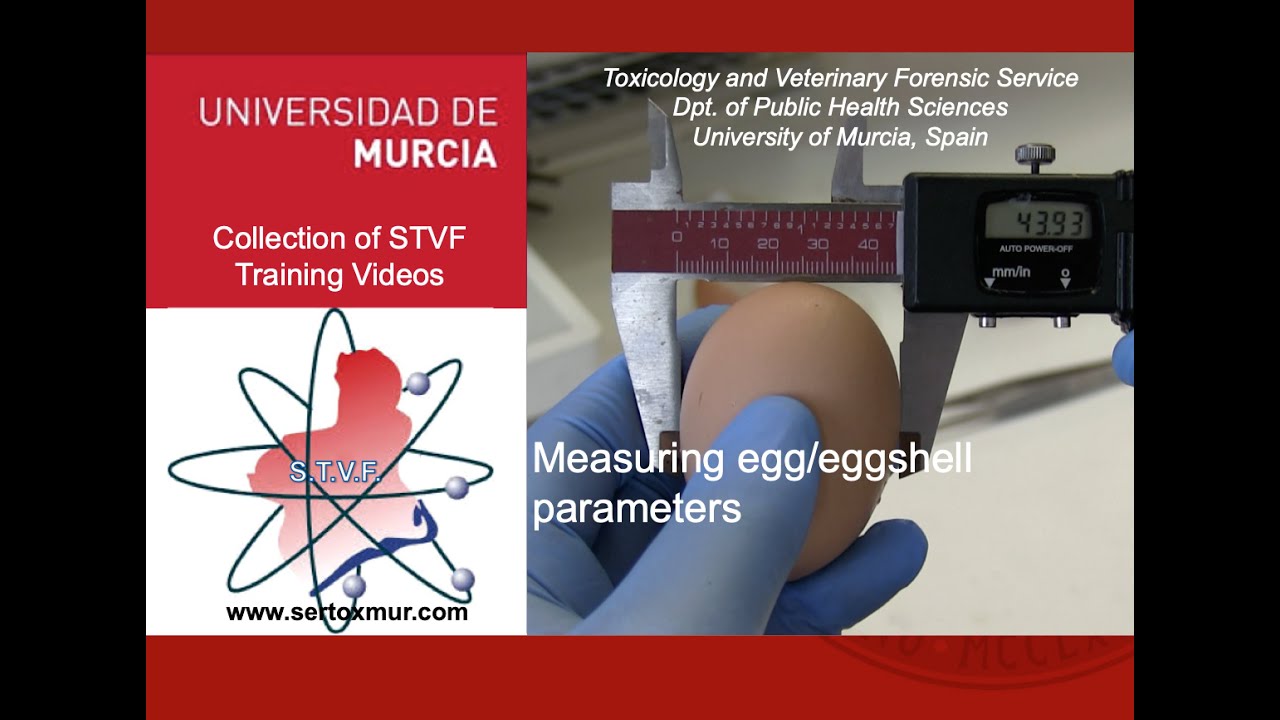 Measuring eggs and eggshells