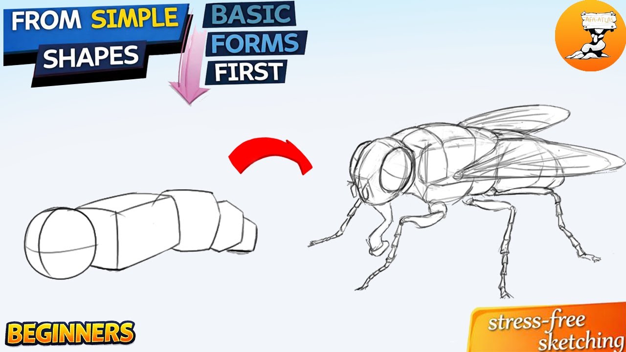 How to Draw a Fly from Simple Forms | Beginner Sketching Tutorial