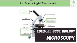 Edexcel GCSE Biology - Microscopy Gcse Biology What Is Microscopy 2026 27 Exams