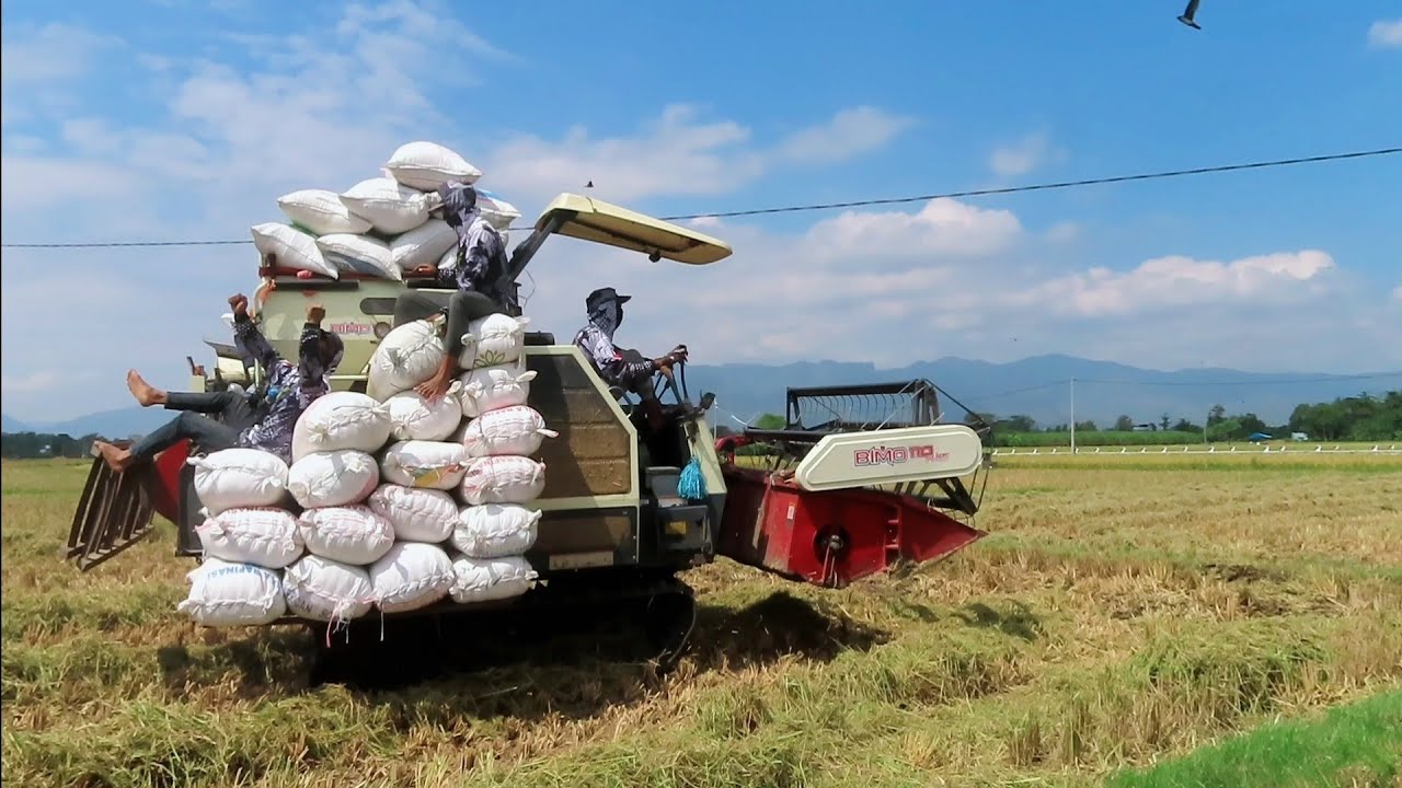 KOMBI SAWAH BIMO BIKIN REKOR BAWA KARUNG BANYAK BANGET | MT2 2024