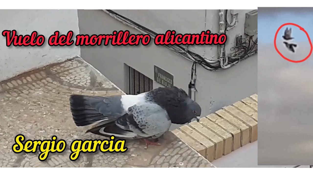 Vuelo del buchón Morrillero Alicantino. Macho del 2019. Sergio garcia