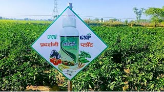 GSP Crop Science Product use in chilli Crop || fungicide, Pesticide, Insecticide, PGR use capsicum screenshot 2