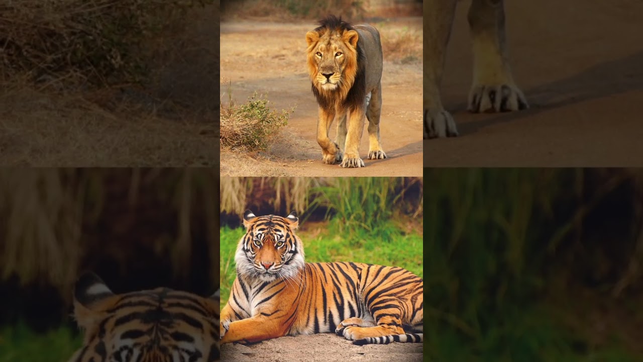 amazing facts about zebra😱😱😱