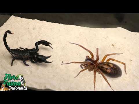 Video: Apa musuh bebuyutan manusia laba-laba?