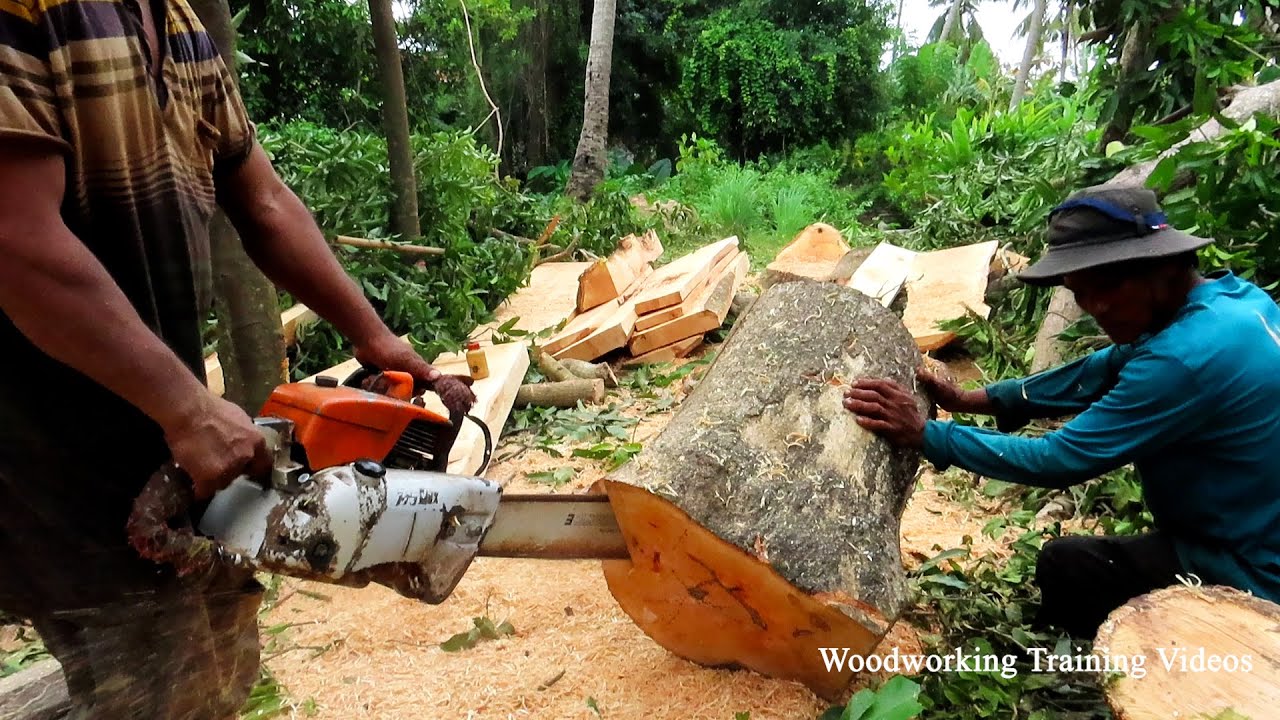 Dangerous Trees Cutting With STIHL MS720 Chainsaw! Woodworking Cutting ...
