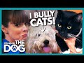 Victoria Stunned as Dog Bullies Owner and Her Cat | It's Me or the Dog