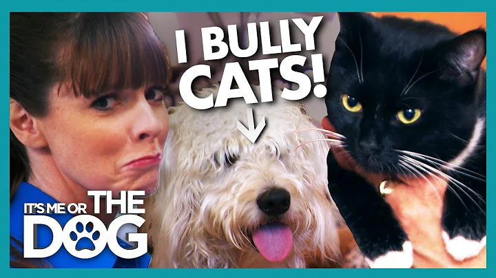 Victoria Stunned as Dog Bullies Owner and Her Cat ...